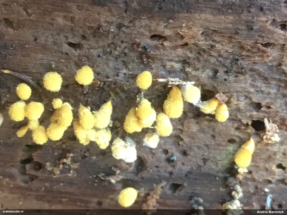 Apkaklītes pilienīte