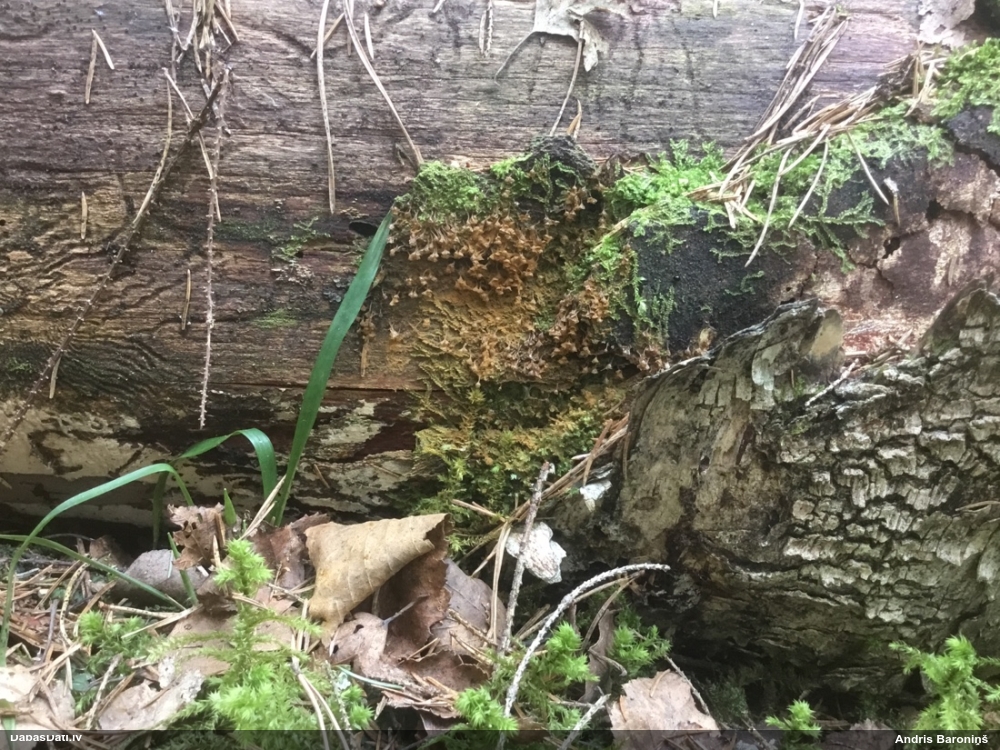 Maldinošā kājpilīte (bij. maldinošā trihija)