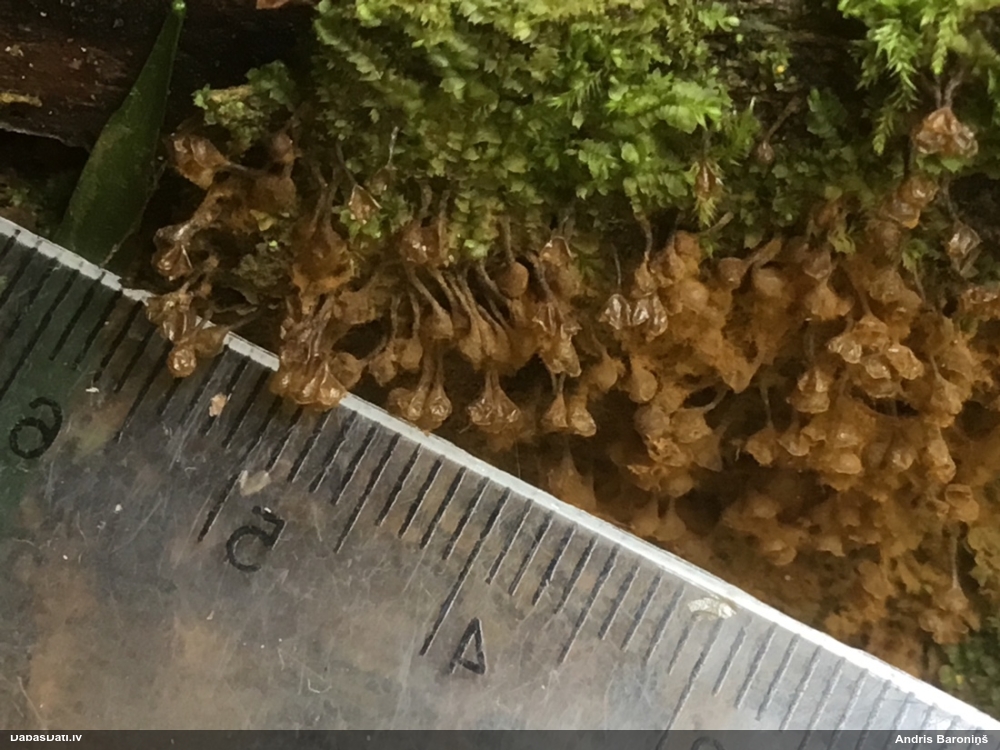 Maldinošā pilienīte