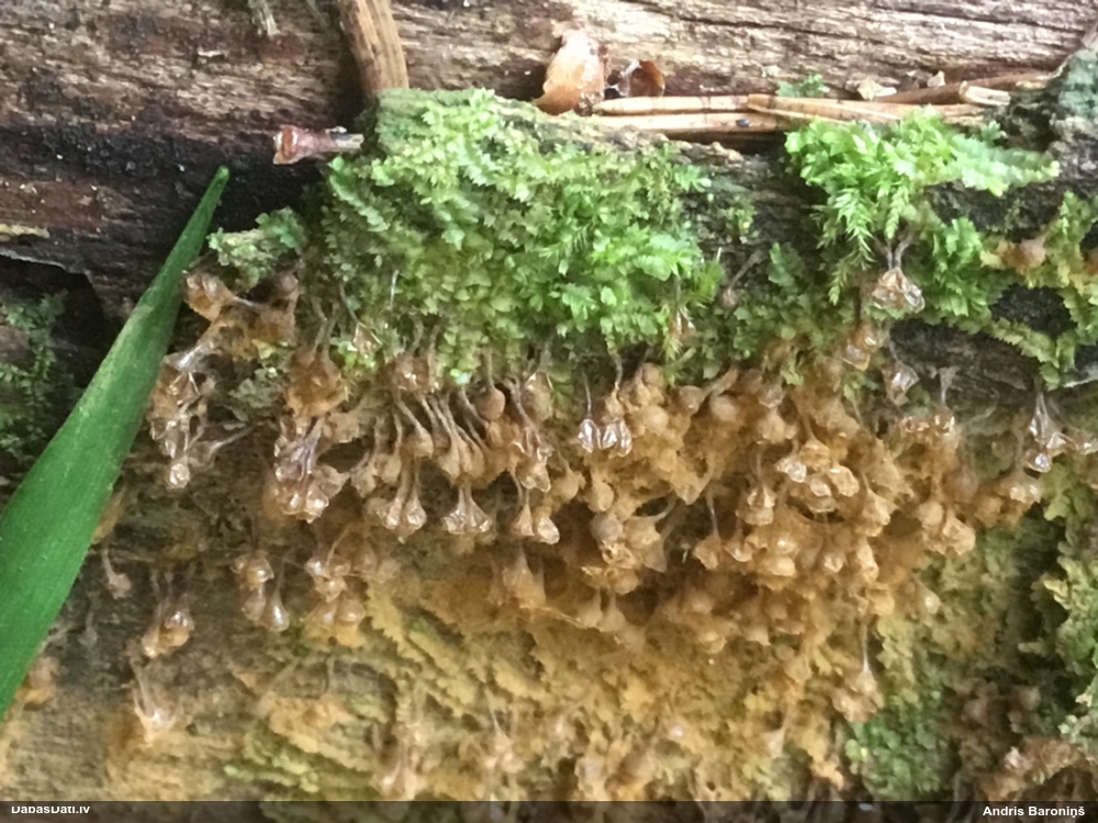 Maldinošā pilienīte