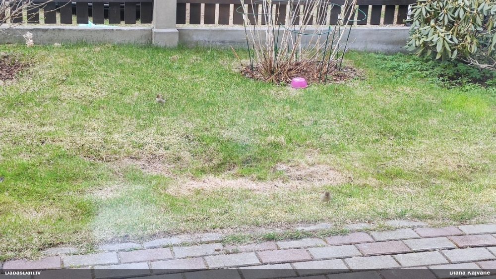 Tree Sparrow