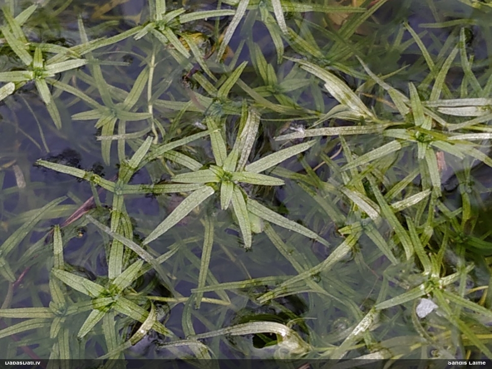 Daudzziedu ūdenīte