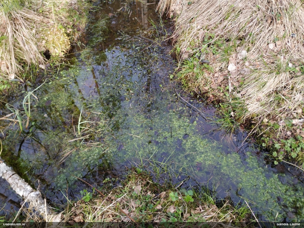 Daudzziedu ūdenīte