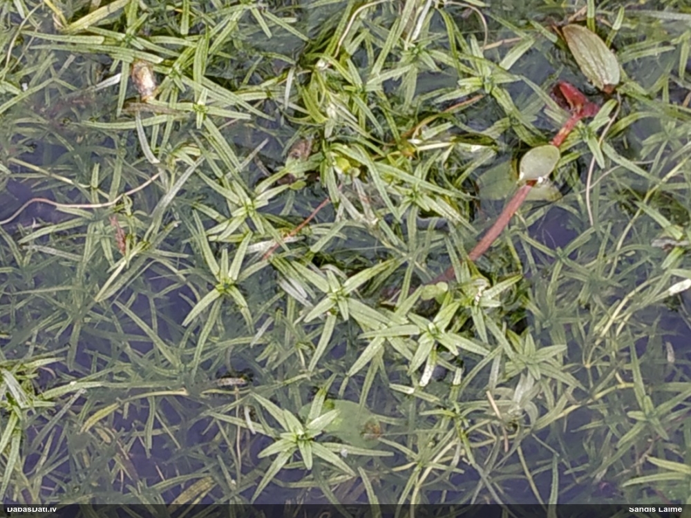 Daudzziedu ūdenīte