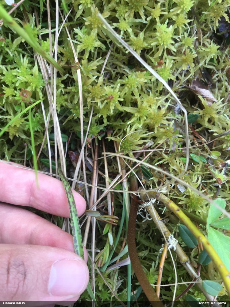 Rusova dzegužpirkstīte