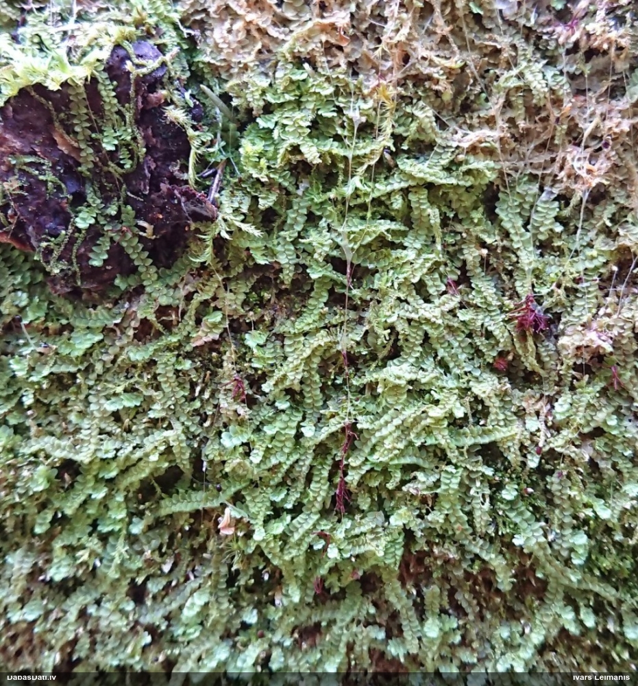 Somenīte (nenoteikta)