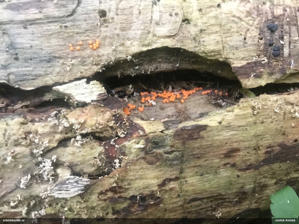 Pilienīte (nenoteikta)