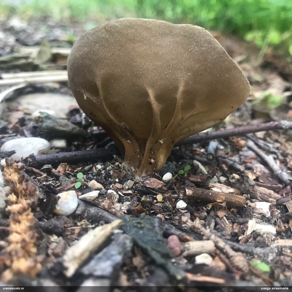 Kausa rumpucis