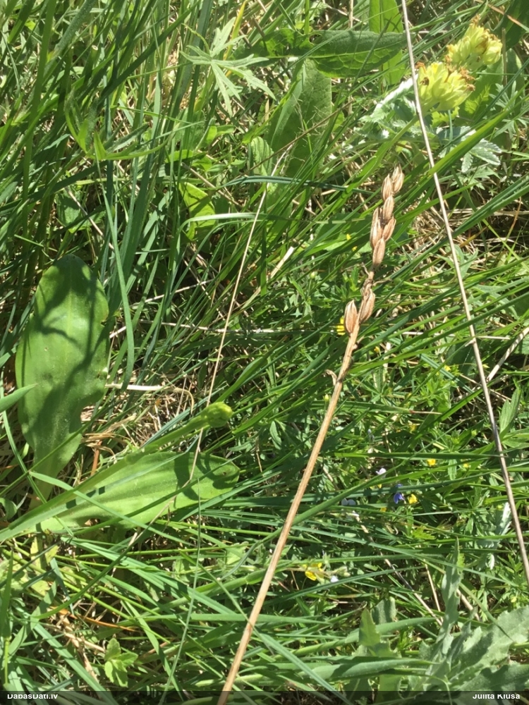 Smaržīgā naktsvijole