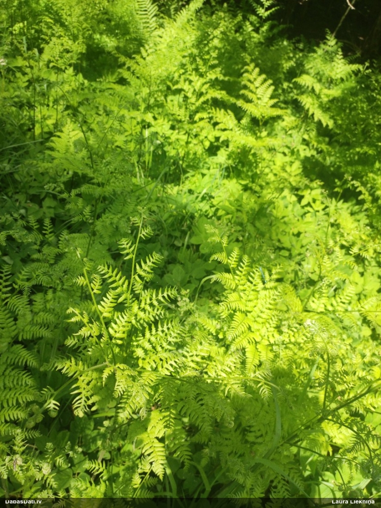 Parastā ērgļpaparde