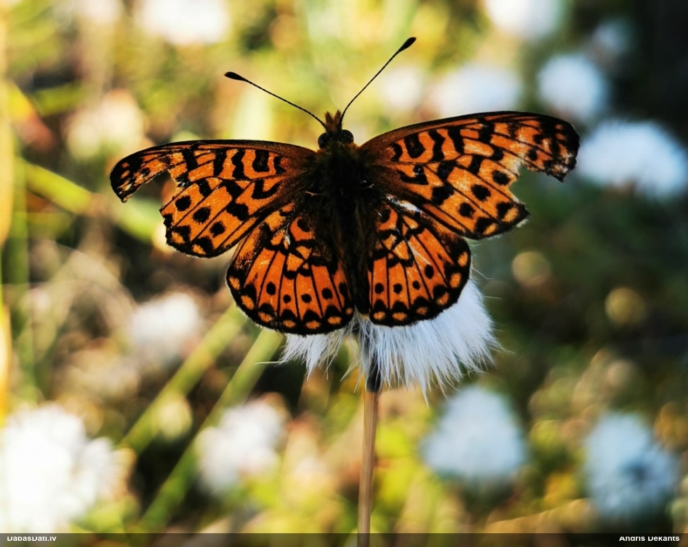 Agrais purvraibenis