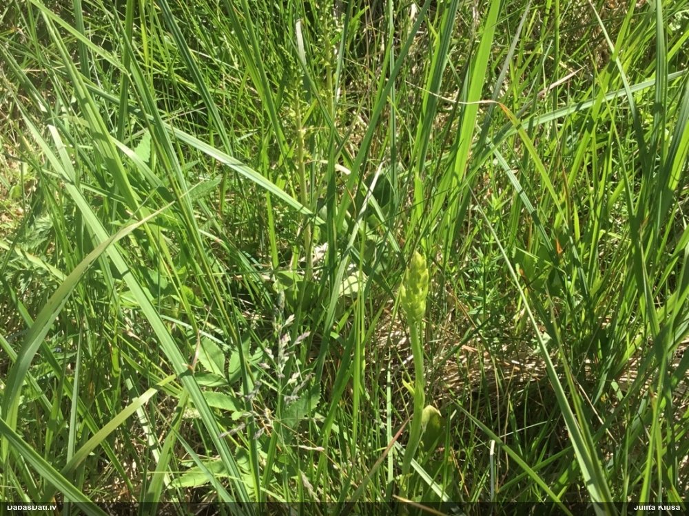 любка двулистная