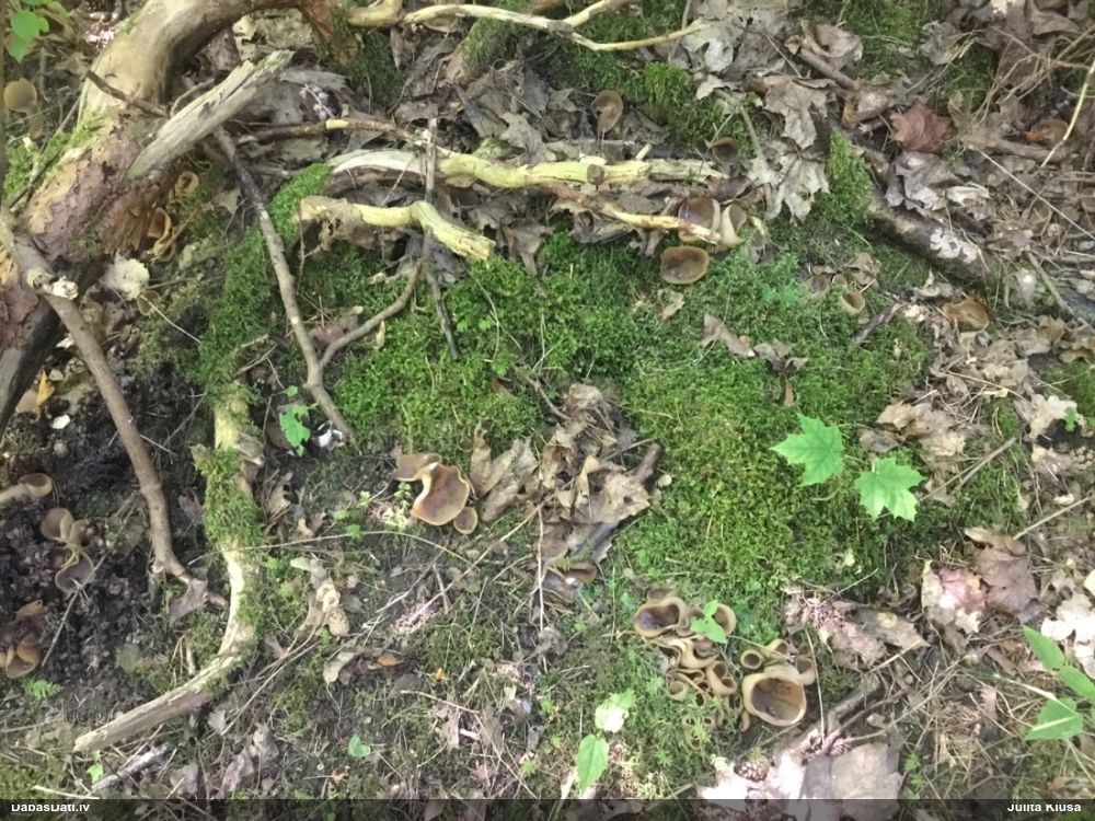 Kausveida sēne (nenoteikta)