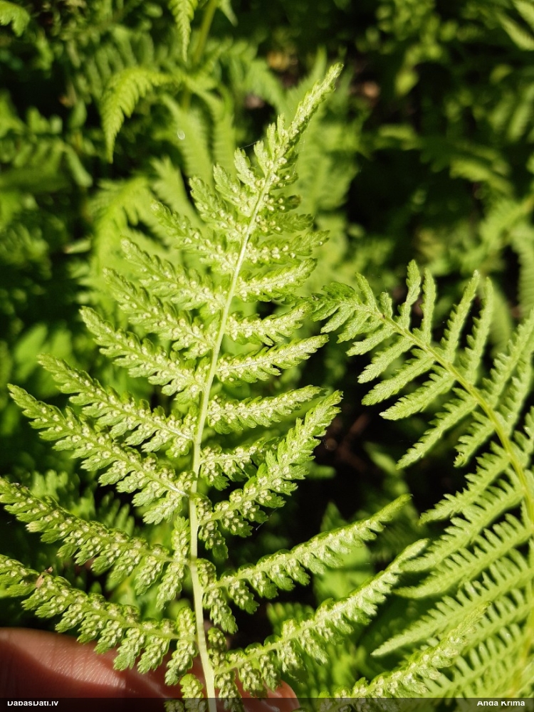 Parastā sievpaparde