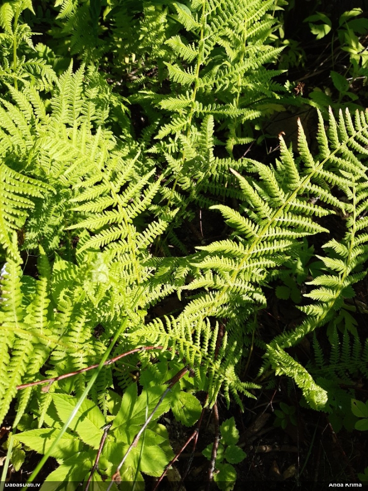 Parastā sievpaparde