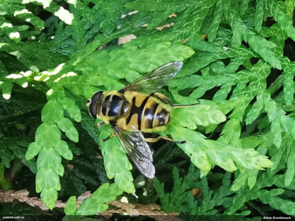 Ziedmuša Myathropa florea