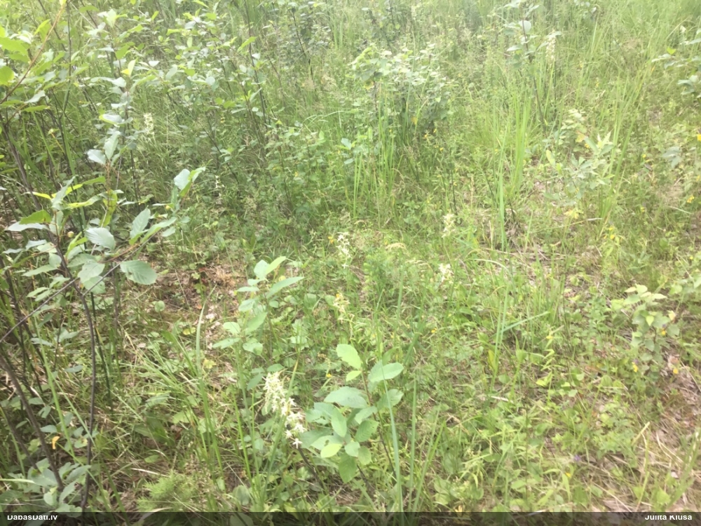 Hibrīdā naktsvijole