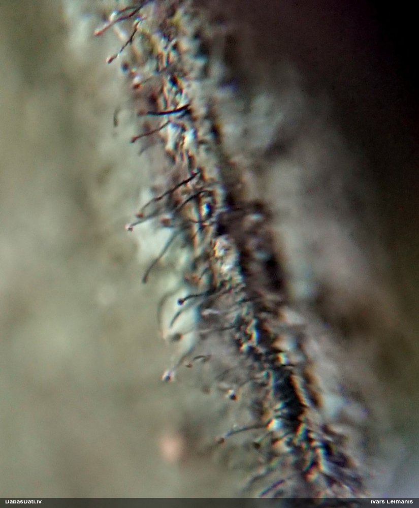 Henotēka Chaenotheca gracillima
