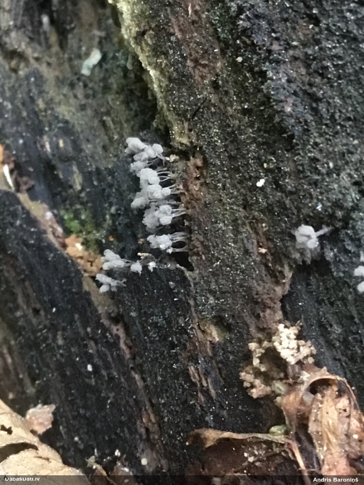 Pelēcīgā arcīrija