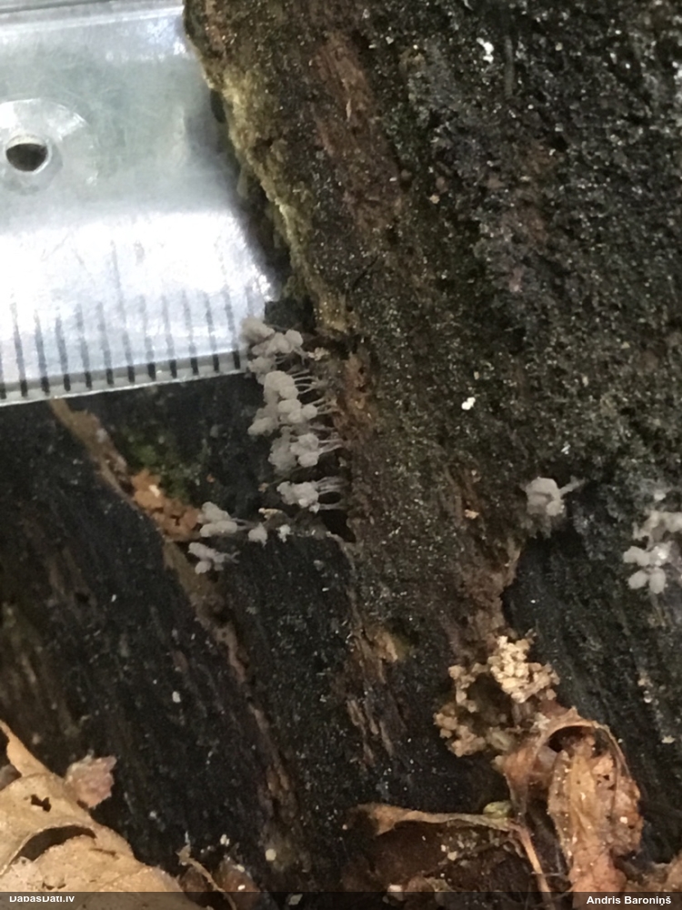 Pelēcīgā sprodzīte