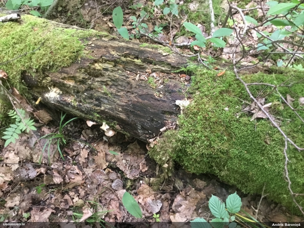 Pelēcīgā arcīrija