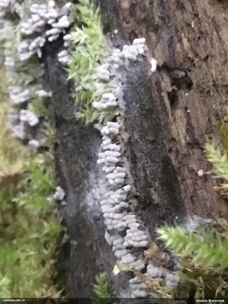 Pelēcīgā sprodzīte