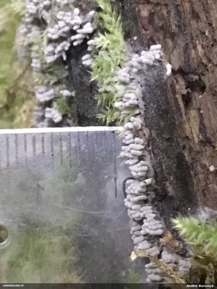 Pelēcīgā sprodzīte