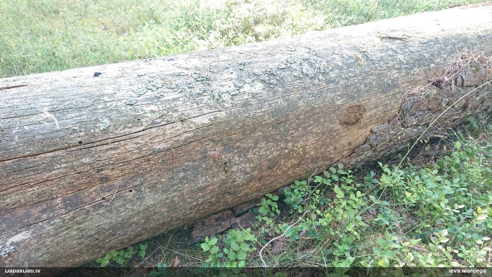 Aveņgļotsēne (nenoteikta)