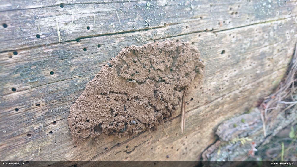 Aveņgļotsēne (nenoteikta)