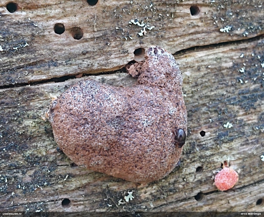 Aveņgļotsēne (nenoteikta)