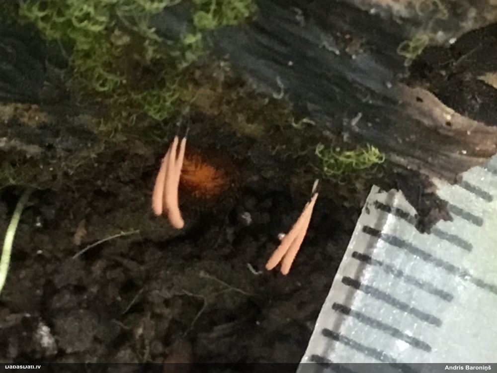 Cilindrīšu dzimtas gļotsēne (nenoteikta)