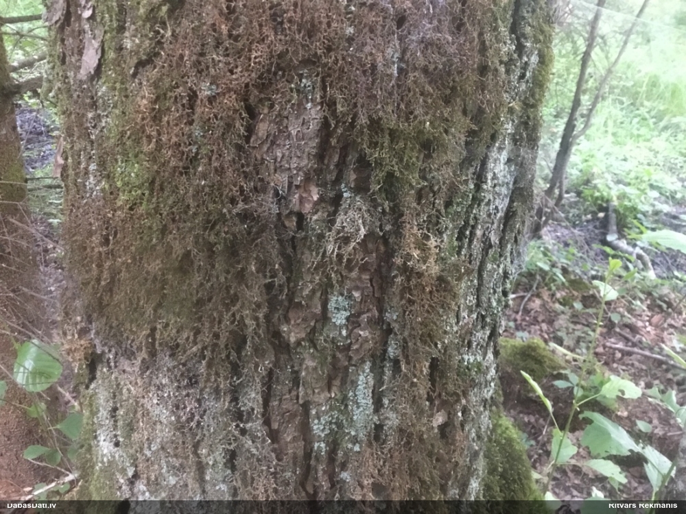 Tamariska frulānija