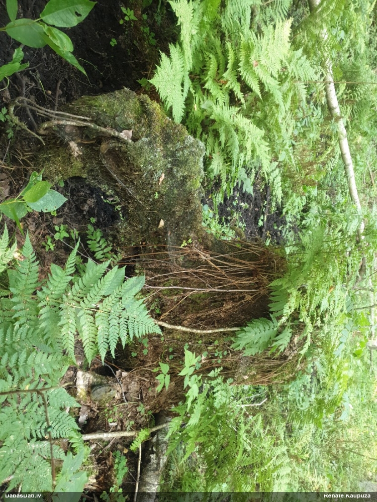 Tumšplēkšņainā ozolpaparde