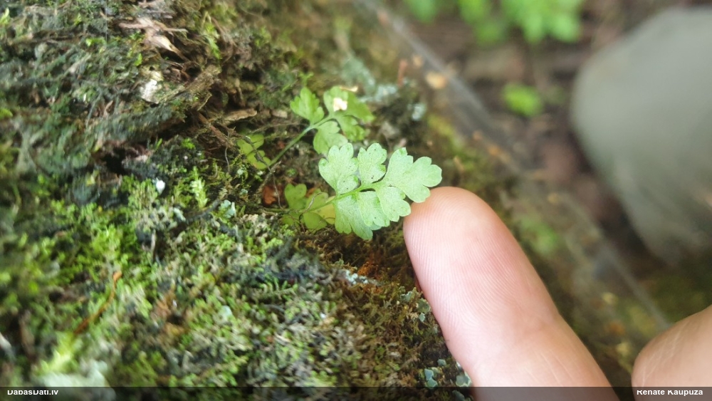 Tumšplēkšņainā ozolpaparde