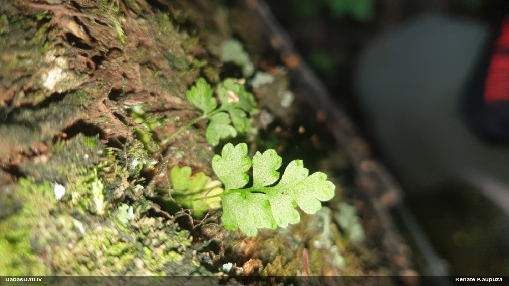 Tumšplēkšņainā ozolpaparde