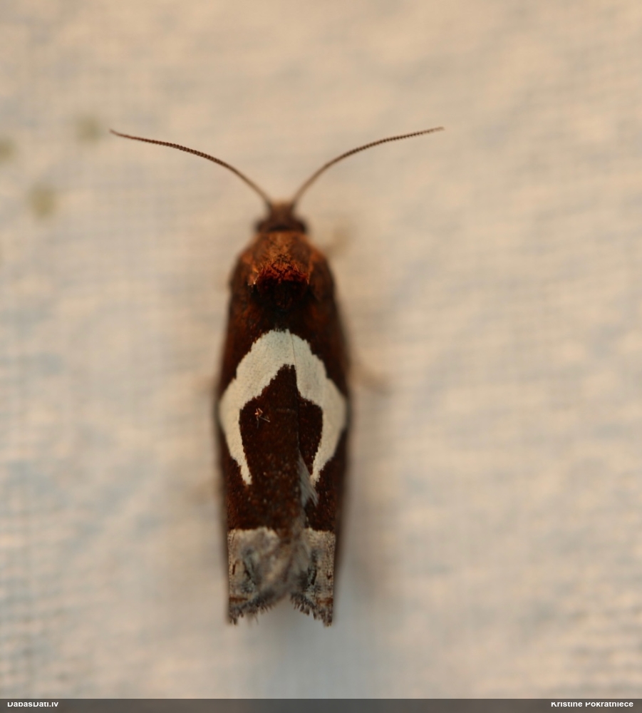 Tinējs Epiblema foenella