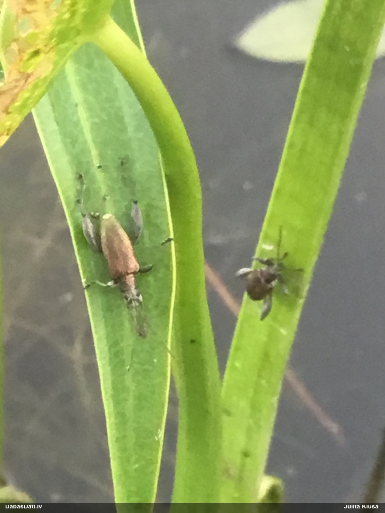 Lapgrauzis Donacia dentata