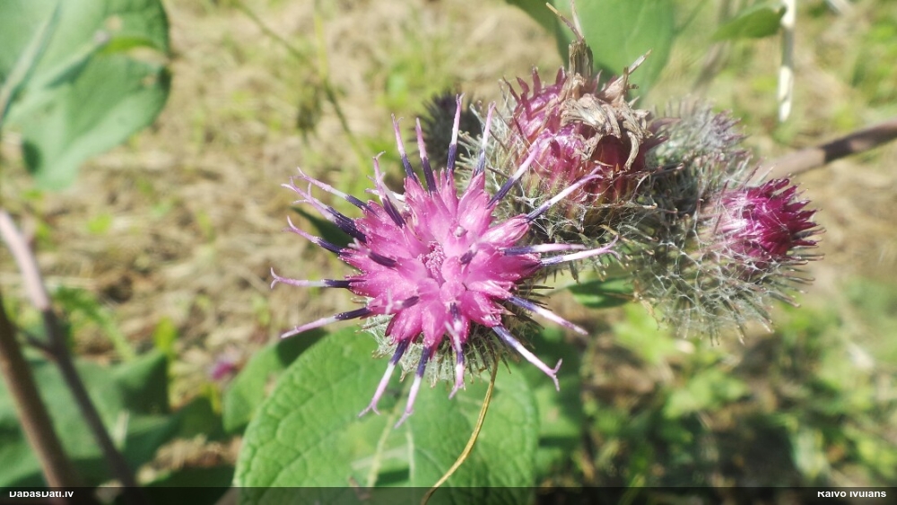 лопух войлочный