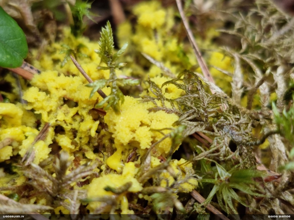 Zaļganā pumpurīte