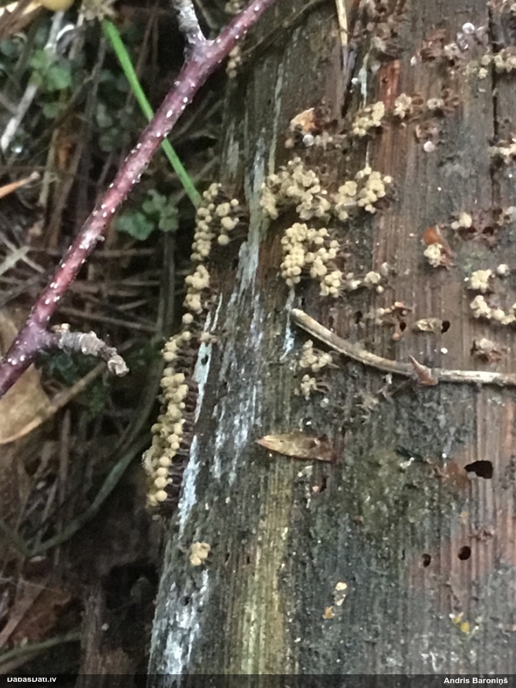 Lākturīte (nenoteikta)