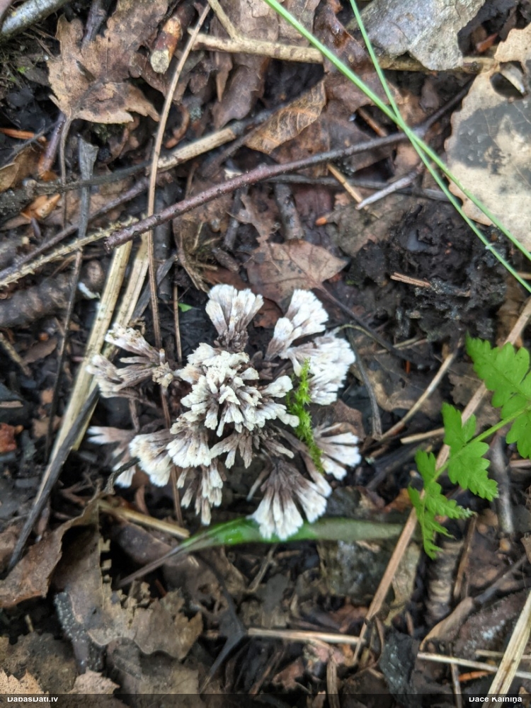 Asteru kārpsēne