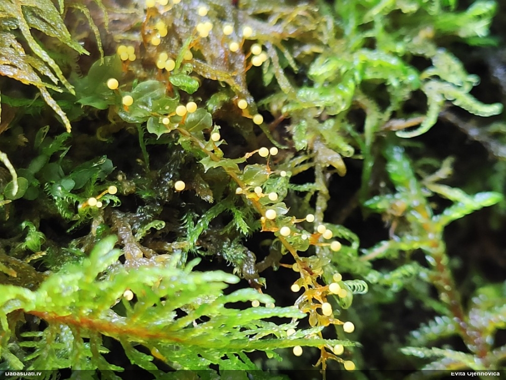 Fizāra (nenoteikta)