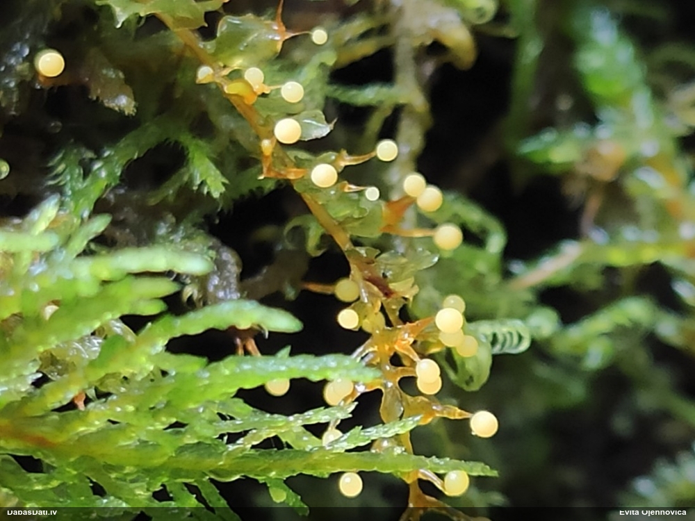 Fizāra (nenoteikta)