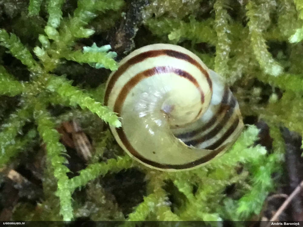 white-lip garden-snail