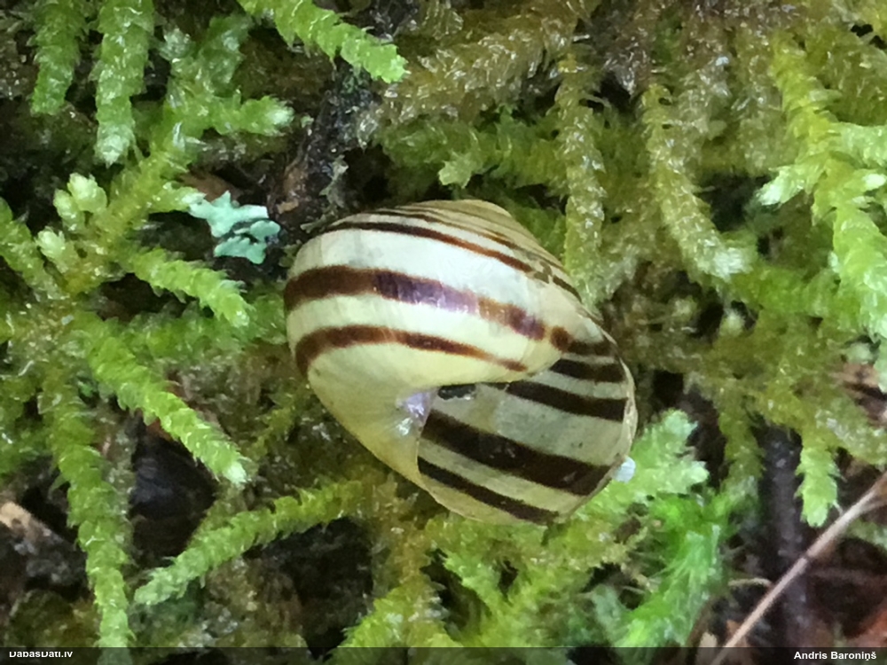 цепея садовая