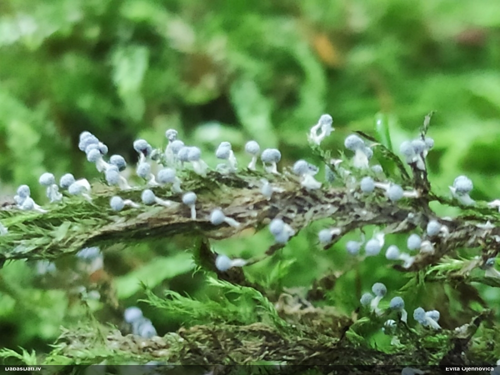 Apaļgalvas pumpurīte