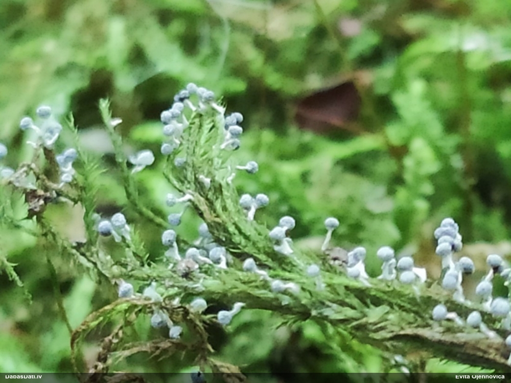 Apaļgalvas pumpurīte