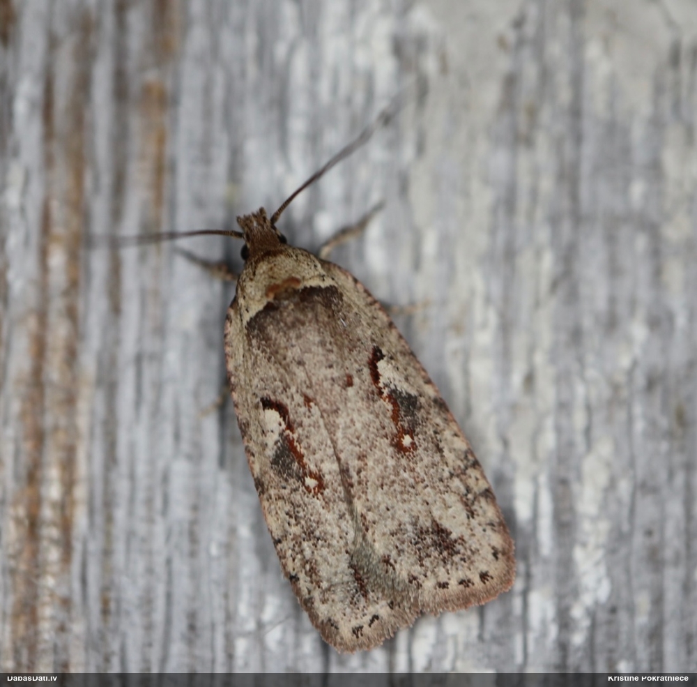 Depresārijs Agonopterix ocellana