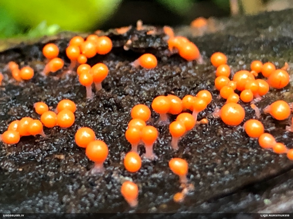 Maldinošā / krāterformas pilienīte