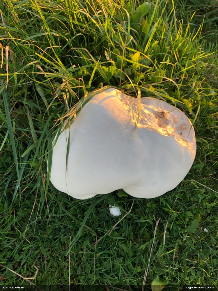 Milzu apaļpūpēdis
